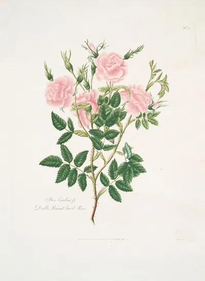 Rosa Carolina by Mary Lawrance, 1799 — digital art print download