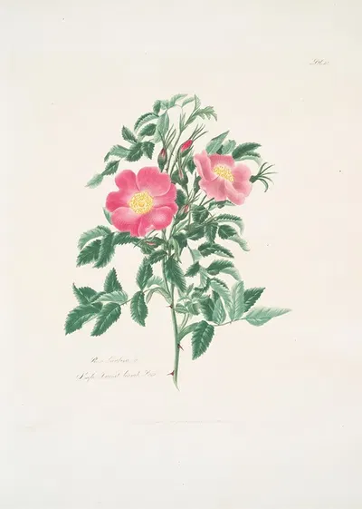 Rosa carolina2 by Mary Lawrance, 1799 — digital art print download