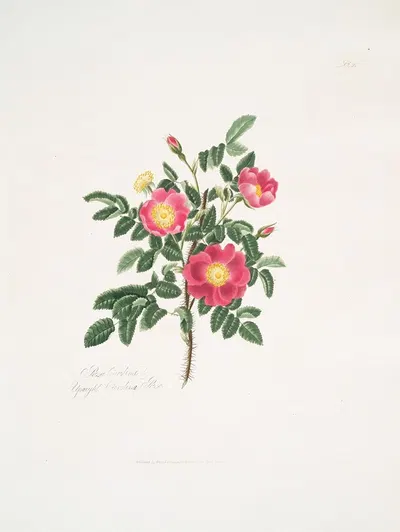 Rosa carolina3 by Mary Lawrance, 1799 — digital art print download