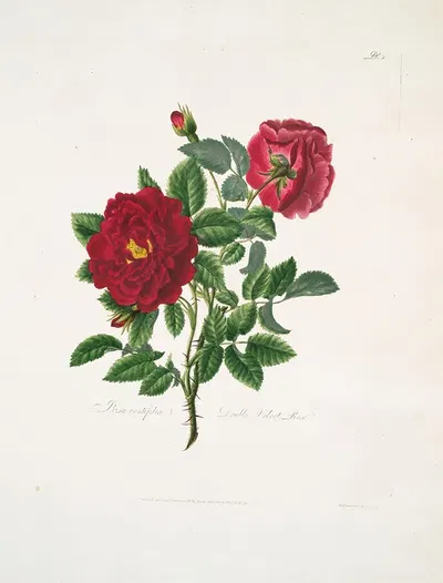 Rosa centifolia by Mary Lawrance, 1799 — digital art print download