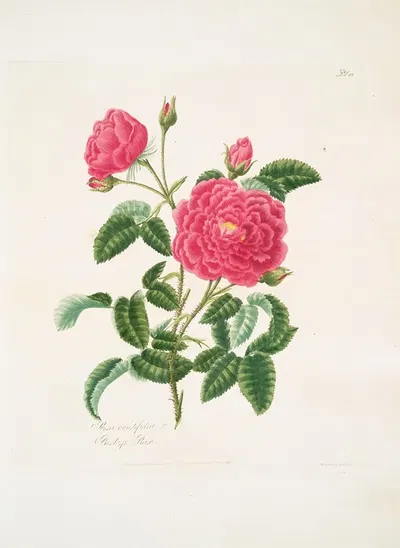Rosa centifolia2 by Mary Lawrance, 1799 — digital art print download