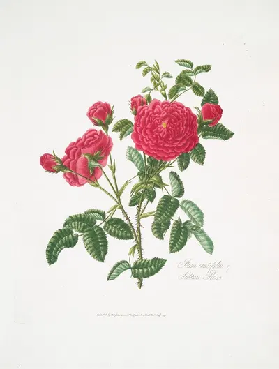 Rosa centifolia3 by Mary Lawrance, 1799 — digital art print download