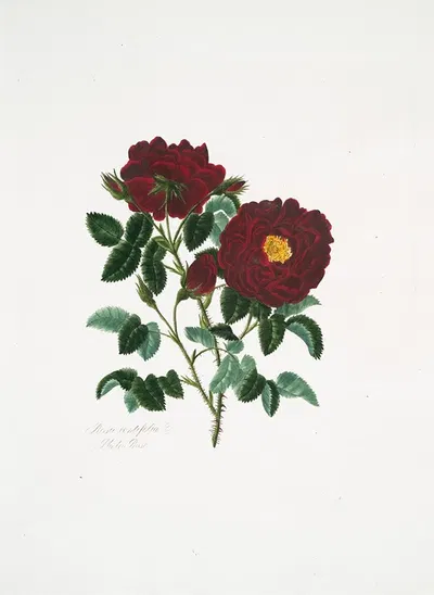 Rosa centifolia4 by Mary Lawrance, 1799 — digital art print download