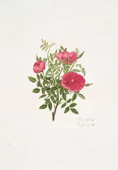 Rosa centifolia5 by Mary Lawrance, 1799 — digital art print download
