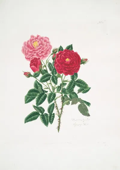 Rosa centifolia6 by Mary Lawrance, 1799 — digital art print download