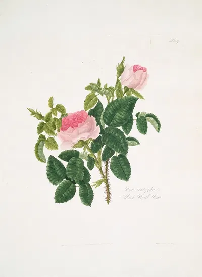 Rosa centifolia7 by Mary Lawrance, 1799 — digital art print download