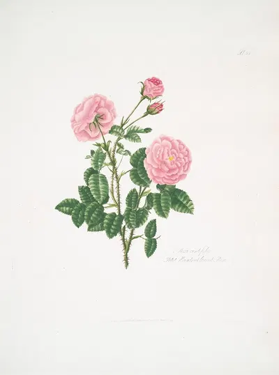Rosa centifolia8 by Mary Lawrance, 1799 — digital art print download