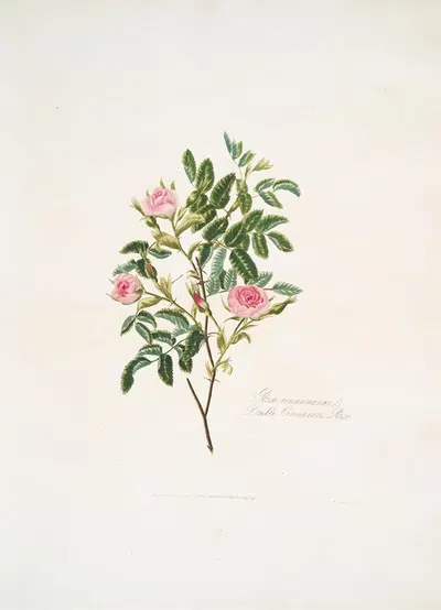Rosa cinnamomea by Mary Lawrance, 1799 — digital art print download