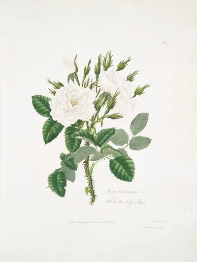 Rosa damascena 2 by Mary Lawrance, 1799 — digital art print download