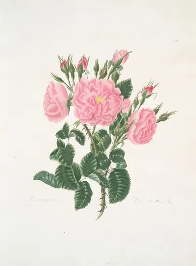 Rosa damascena by Mary Lawrance, 1799 — digital art print download
