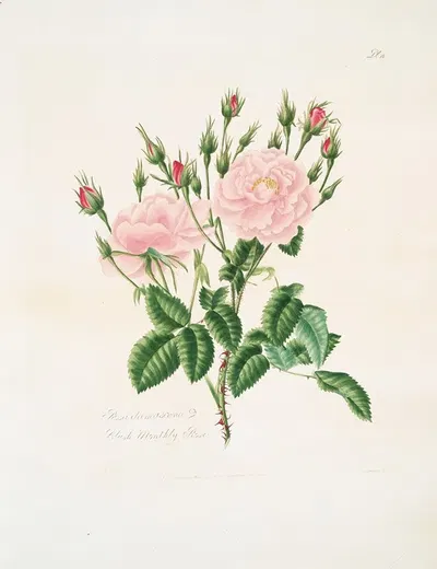 Rosa damascena3 by Mary Lawrance, 1799 — digital art print download