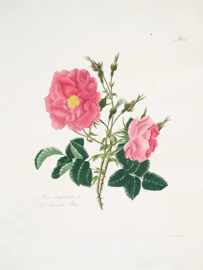 Rosa damascena4 by Mary Lawrance, 1799 — digital art print download