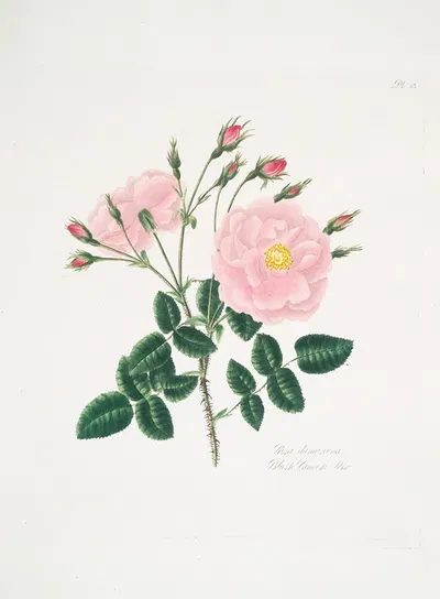 Rosa damascena5 by Mary Lawrance, 1799 — digital art print download
