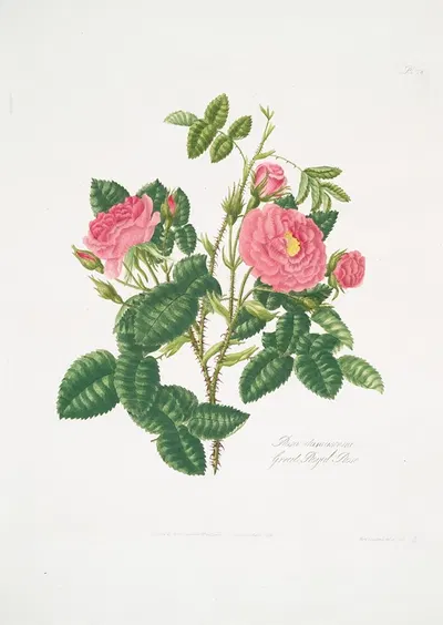Rosa damascena6 by Mary Lawrance, 1799 — digital art print download