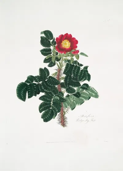 Rosa ferox by Mary Lawrance, 1799 — digital art print download