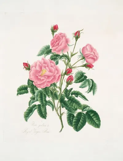 Rosa gallica by Mary Lawrance, 1799 — digital art print download