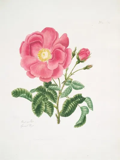 Rosa gallica2 by Mary Lawrance, 1799 — digital art print download