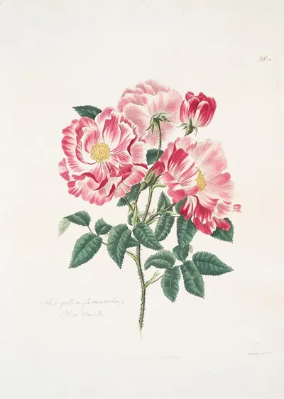 Rosa gallica-versicolor by Mary Lawrance, 1799 — digital art print download