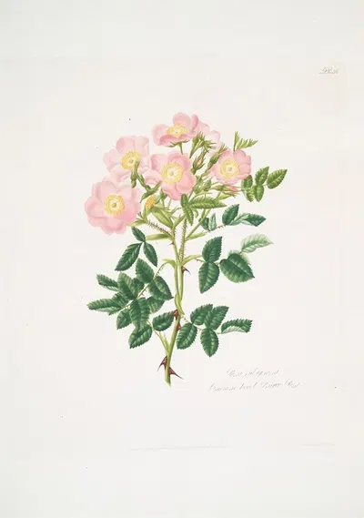 Rosa indigossa by Mary Lawrance, 1799 — digital art print download