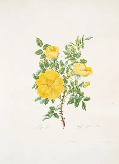 Rosa lutea by Mary Lawrance, 1799 — digital art print download