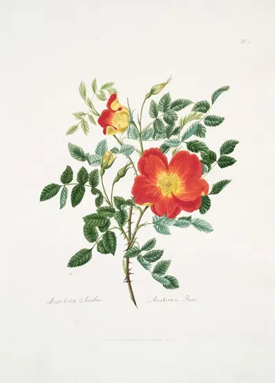 Rosa lutea-bicolor by Mary Lawrance, 1799 — digital art print download