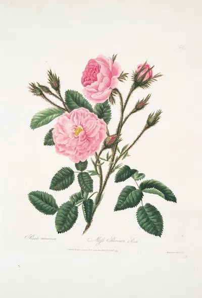 Rosa muscosa by Mary Lawrance, 1799 — digital art print download