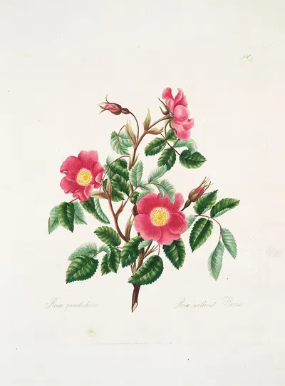Rosa pendulina by Mary Lawrance, 1799 — digital art print download