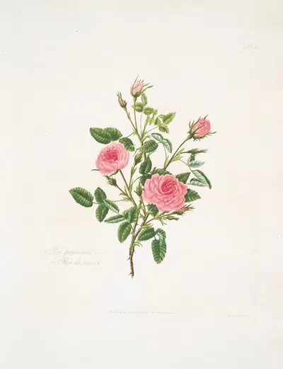 Rosa provincialis or Rose de meaux. by Mary Lawrance, 1799 — digital art print download