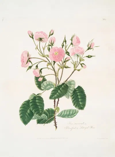 Rosa provincialis2 by Mary Lawrance, 1799 — digital art print download