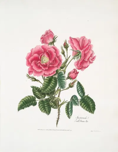 Rosa provincialis3 by Mary Lawrance, 1799 — digital art print download