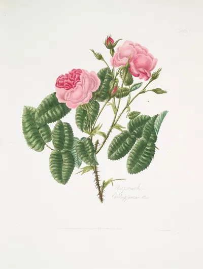 Rosa provincialis4 by Mary Lawrance, 1799 — digital art print download