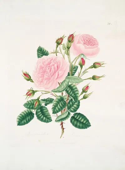 Rosa provincialisa by Mary Lawrance, 1799 — digital art print download