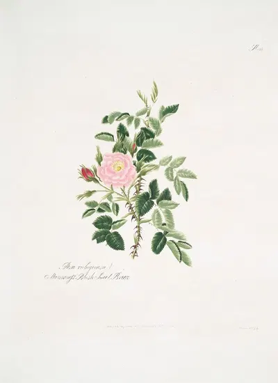Rosa rubiginosa by Mary Lawrance, 1799 — digital art print download