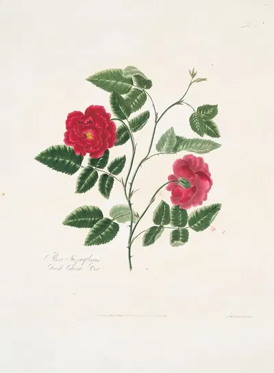 Rosa semperflorens by Mary Lawrance, 1799 — digital art print download