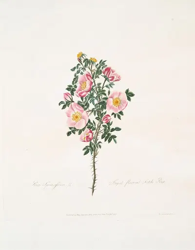 Rosa spinosissima by Mary Lawrance, 1799 — digital art print download
