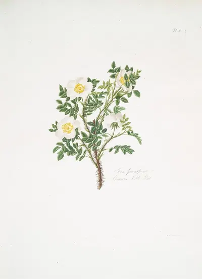 Rosa spinosissima3 by Mary Lawrance, 1799 — digital art print download