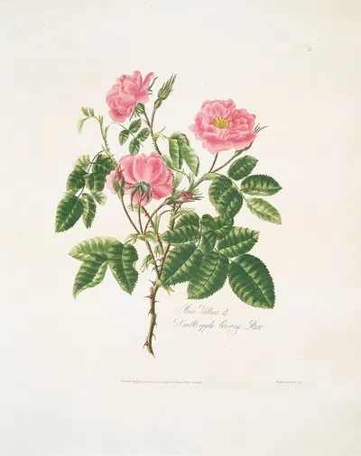 Rosa villosa by Mary Lawrance, 1799 — digital art print download