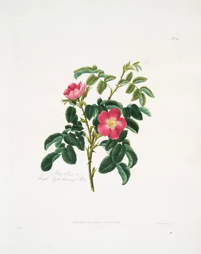 Rosa villosa2 by Mary Lawrance, 1799 — digital art print download