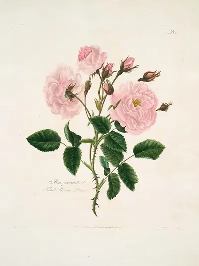 Rosa, provincialis by Mary Lawrance, 1799 — digital art print download