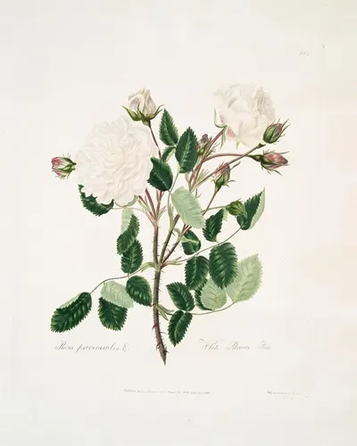 White provincialis by Mary Lawrance, 1799 — digital art print download