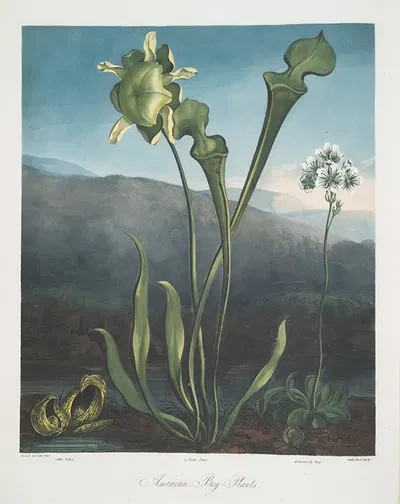 American Bog Plants. I Fetid Pothos. Ii Pitcher Plant. III Venus's Fly Trap. by Robert John Thornton, 1799–1807 — digital…
