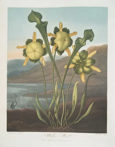 Pitcher Plant by Robert John Thornton, 1799–1807 — digital art print download
