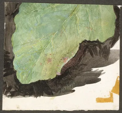 Heterocampa Biundata, Walker, study for book Concealing Coloration in the Animal Kingdom by Аббот Хандерсон Тейер — digital…