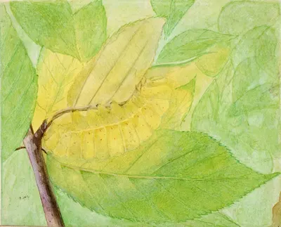 Lunar Caterpillar, study for book Concealing Coloration in the Animal Kingdom by Аббот Хандерсон Тейер — digital art print…