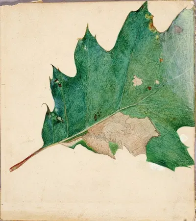 Oligocentra Lignicolor, Walker, study for book Concealing Coloration in the Animal Kingdom by Аббот Хандерсон Тейер —…