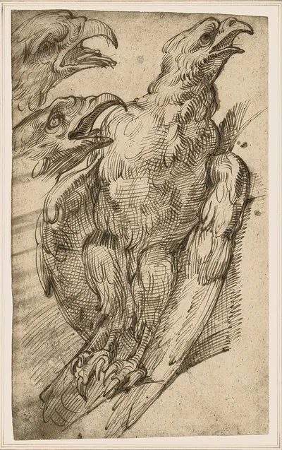 Study of an eagle by Бартоломео Пассаротти — digital art print download