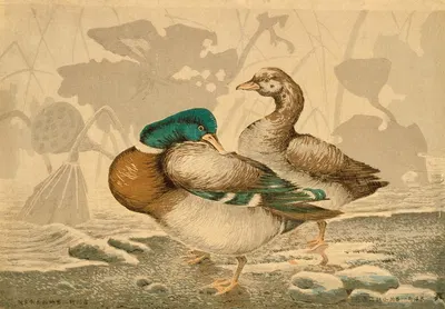 Ducks and Withered Lotus by Кобаяси Киёчика, 1897 — digital art print download