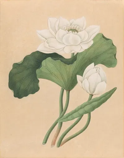 East Indian Lotus (Nelumbo nucifera) by Британское искусство 19 века — digital art print download