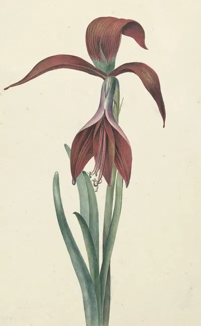 Amaryllis Formosissima by C.J. Kruimel — digital art print download