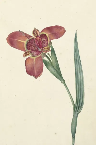 Bloem met de naam Ferraria Tigrina by C.J. Kruimel — digital art print download